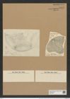 Aulacodiscus angulatus var. neogradensis (Pant.) Rattr. (de-Toni-Nr.: Genus 182, Species 4505) Zeichnungen Sammlung Grunow Nr. 8075 (NHMW-BOT-W0377402)